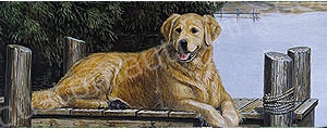 Golden Lab on Dock Rear Window Graphic RWG1113 ...