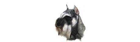 doty's miniature schnauzers